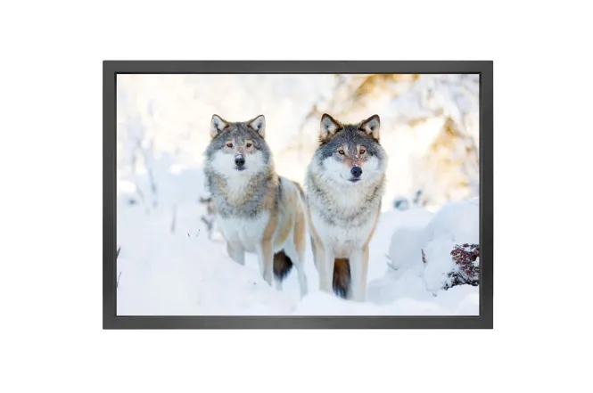 Hovedbilde  Canvas picture 5cm black frame Wolves 90 cm x ...