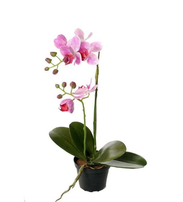 Hovedbilde Phalaenopsis 45 cm purple Item no.: 2911-40-1 - ...