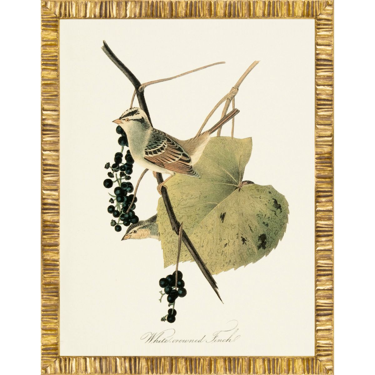 ARCHIVE:AUDUBON/ TRUSH:24X32 Item No: RS3595/61G-14