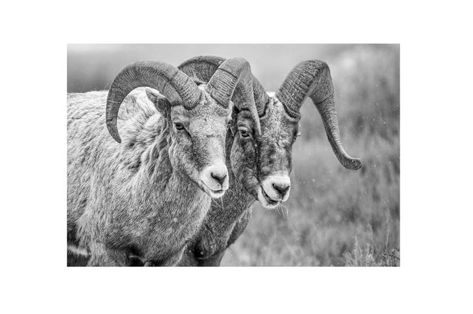 Hovedbilde  Glass picture Goats 90cm x 150cm  Varenr. 10083 
